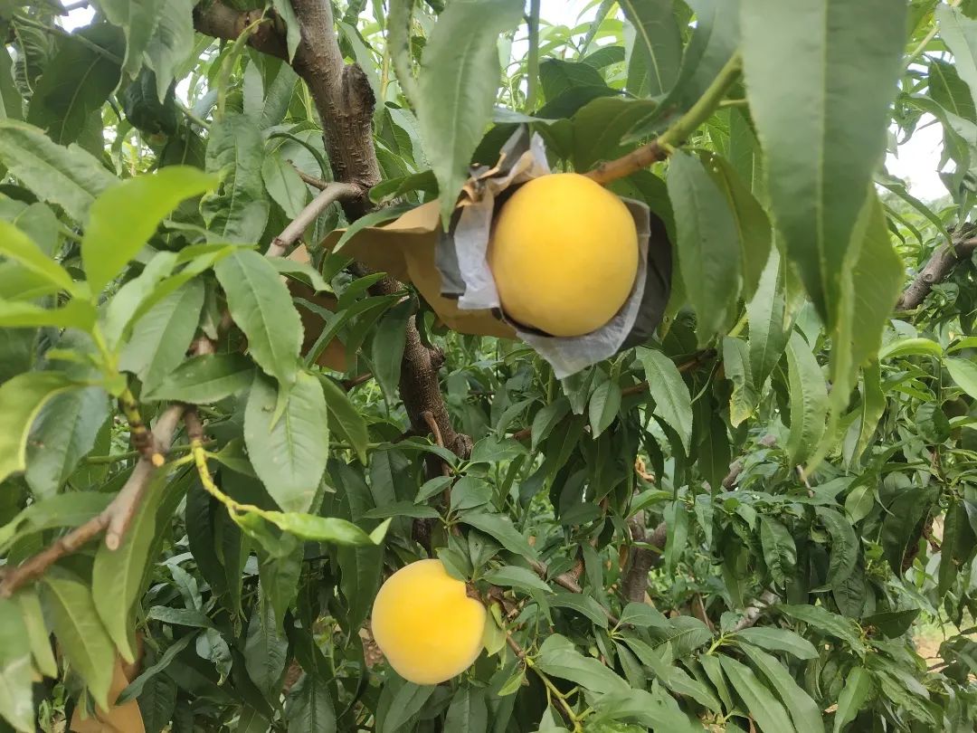 太香了！！山东满级大黄桃，夏天不可错过的“汁水炸弹”！比超市还便宜一半~