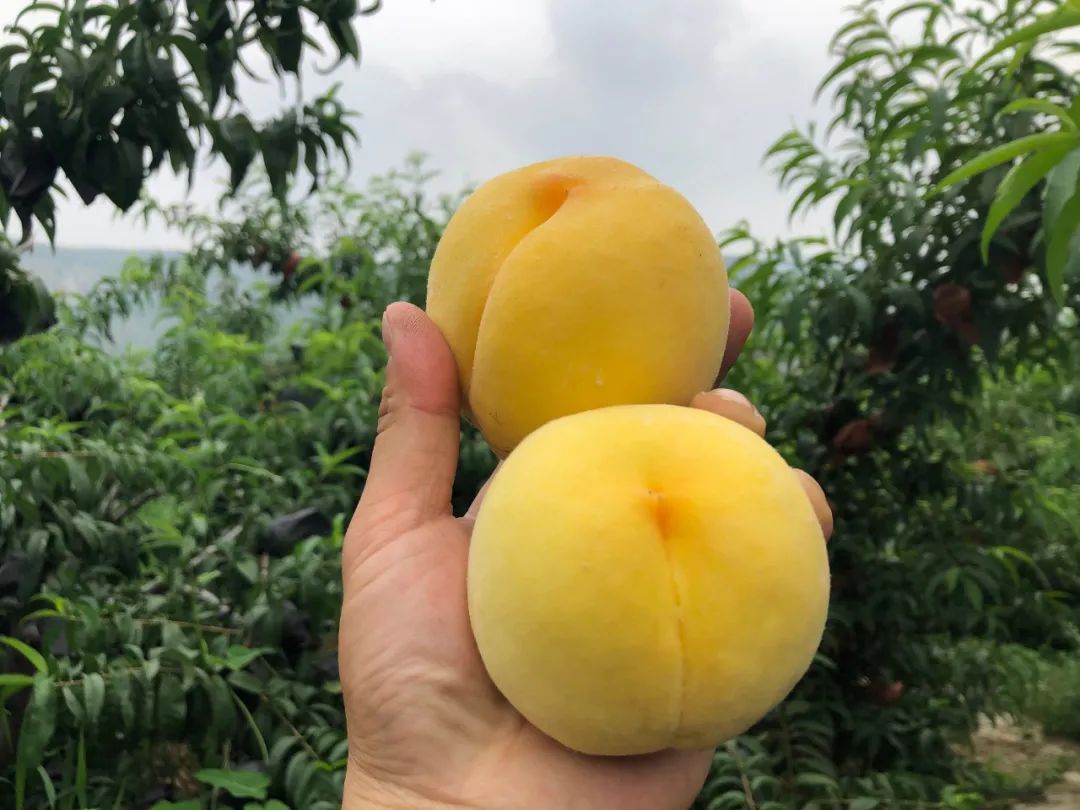 太香了！！山东满级大黄桃，夏天不可错过的“汁水炸弹”！比超市还便宜一半~
