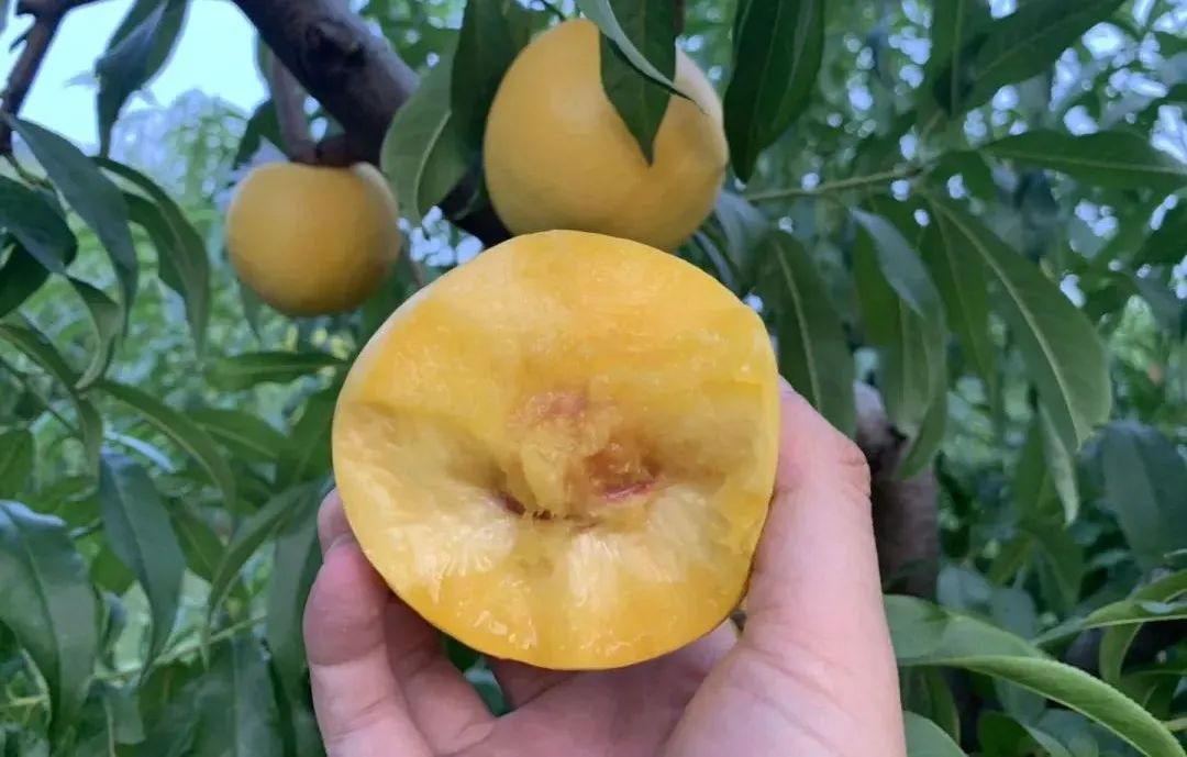 太香了！！山东满级大黄桃，夏天不可错过的“汁水炸弹”！比超市还便宜一半~
