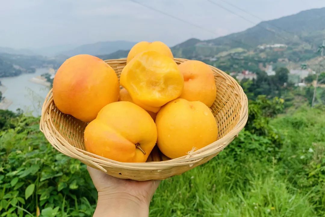 太香了！！山东满级大黄桃，夏天不可错过的“汁水炸弹”！比超市还便宜一半~