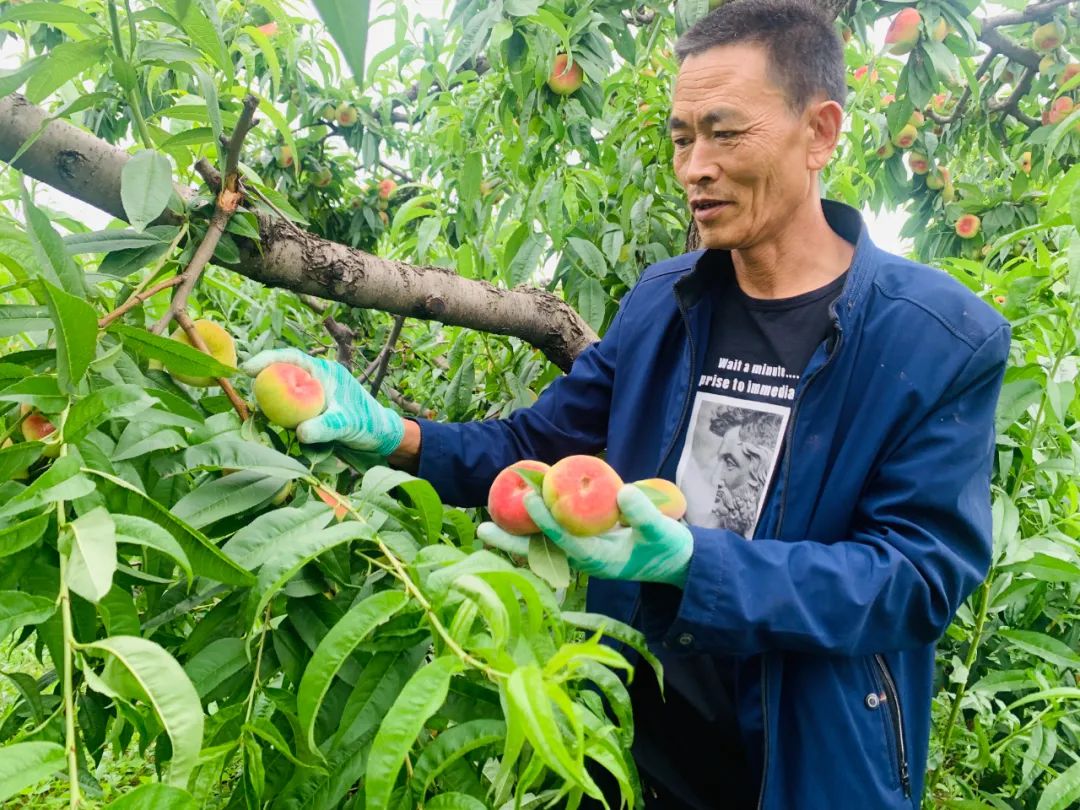 好奇怪的桃啊！却被被誉为“桃中之王，人间鲜果！”