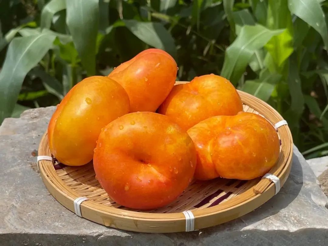 还喝"日本生可乐"？东莞夏日zui解暑的方式，都在这！