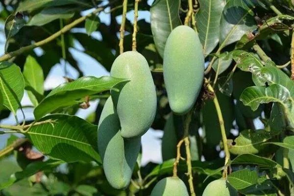 芒果中的爱马仕！竟然是绿色的？这不是没熟吗？
