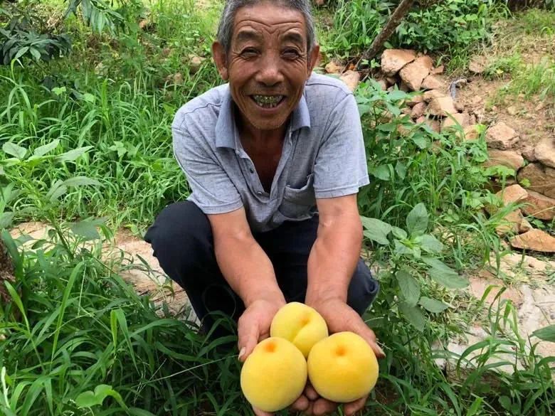 ​@东莞人！你是硬桃派还是软桃派！