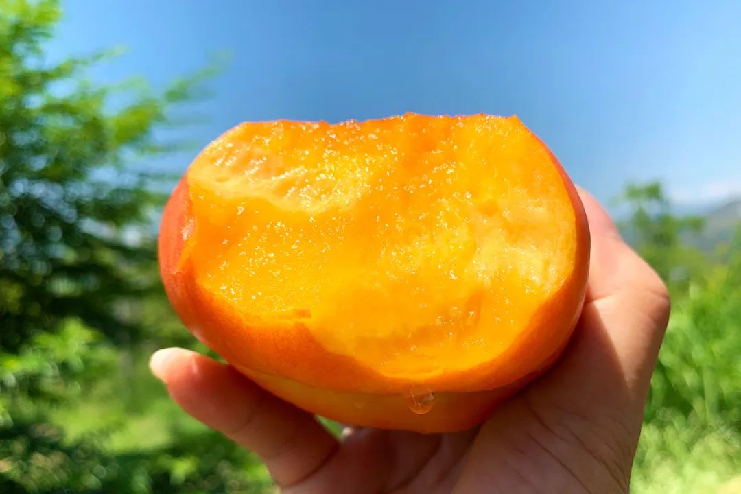 蟠桃的形，油桃的皮、黄桃的香！一出场，就迷倒了整个桃界！