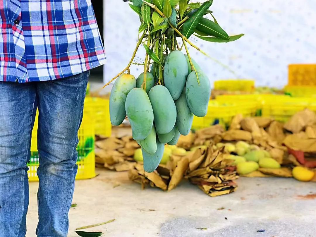 芒果中的爱马仕！竟然是绿色的？这不是没熟吗？