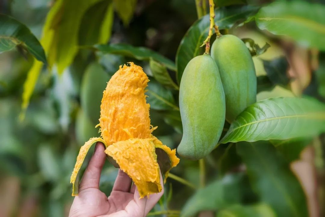 芒果中的爱马仕！竟然是绿色的？这不是没熟吗？