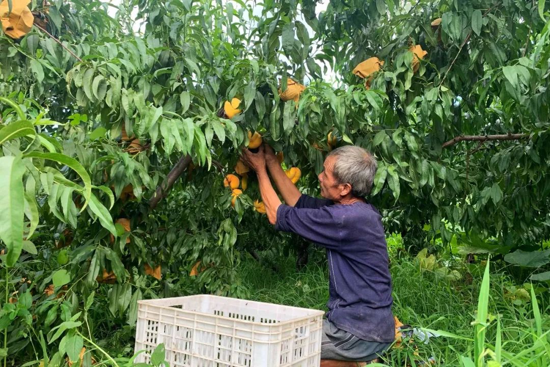 还喝"日本生可乐"？东莞夏日zui解暑的方式，都在这！