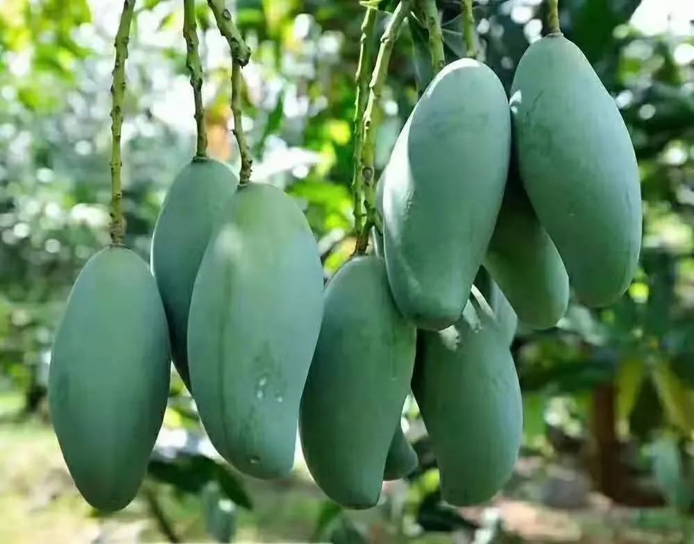 芒果中的爱马仕！竟然是绿色的？这不是没熟吗？