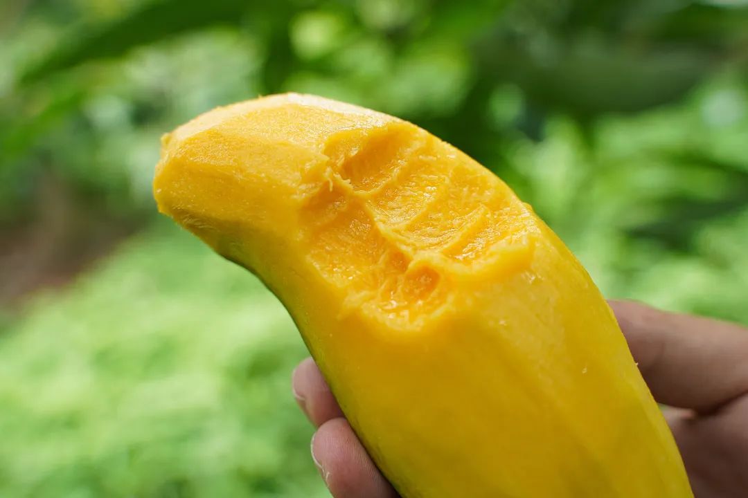 芒果中的爱马仕！竟然是绿色的？这不是没熟吗？