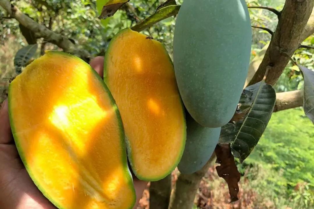 芒果中的爱马仕！竟然是绿色的？这不是没熟吗？