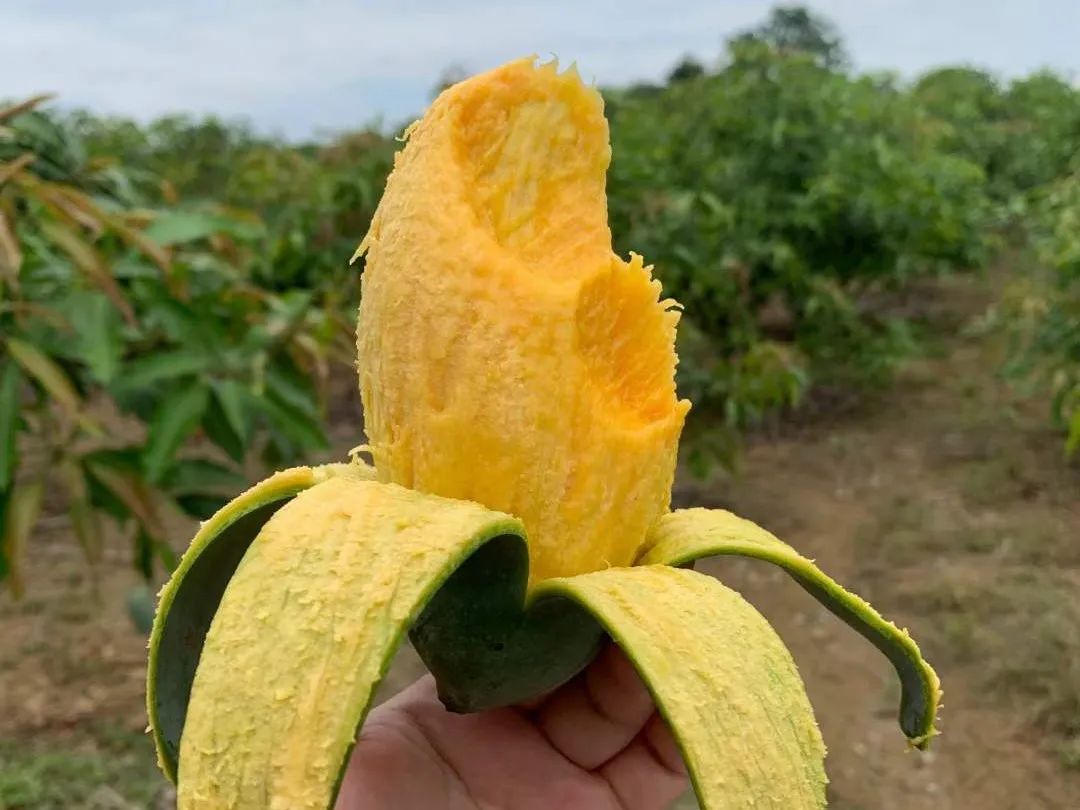 芒果中的爱马仕！竟然是绿色的？这不是没熟吗？
