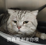 狂风暴雨!“杜苏芮”登陆！东莞有暴雨！又一台风生成→