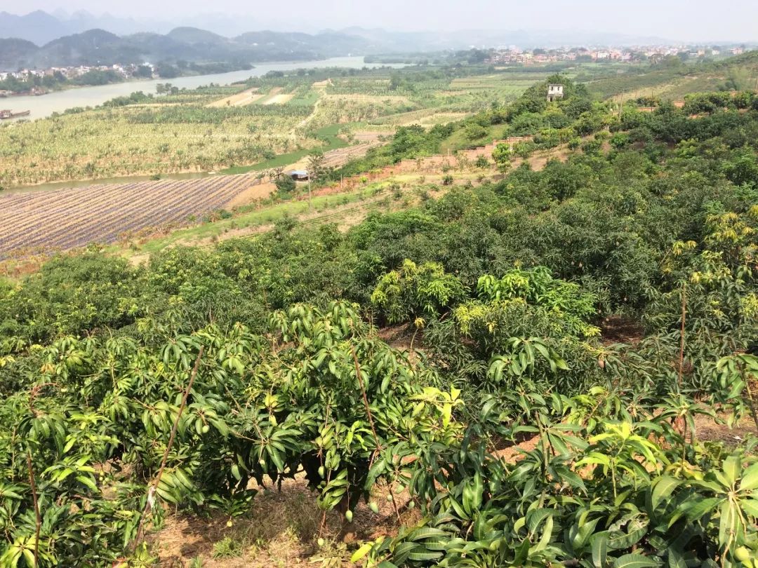 芒果中的爱马仕！竟然是绿色的？这不是没熟吗？
