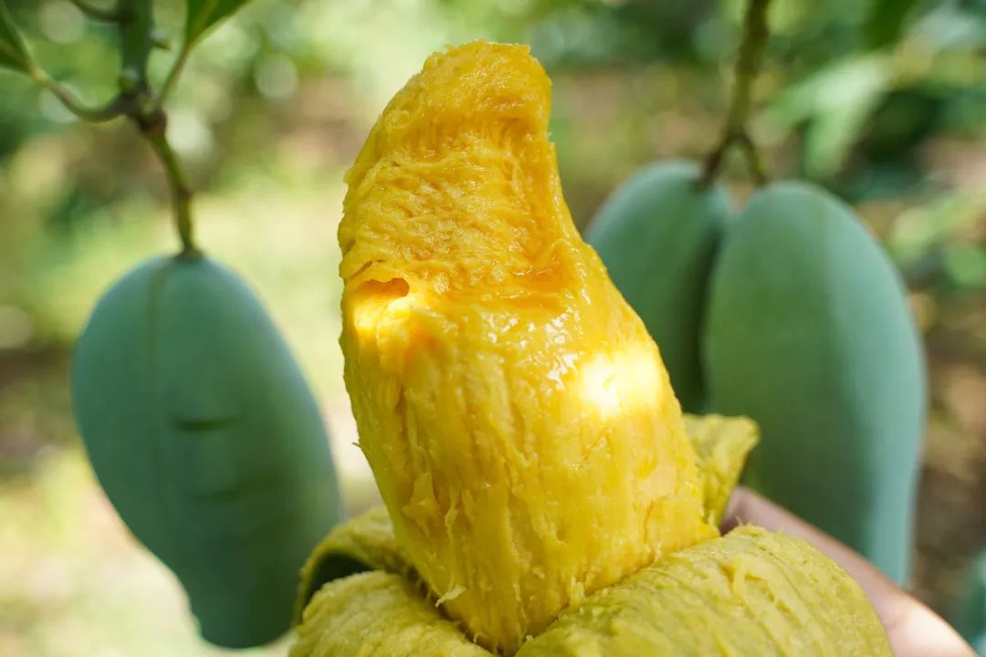 芒果中的爱马仕！竟然是绿色的？这不是没熟吗？