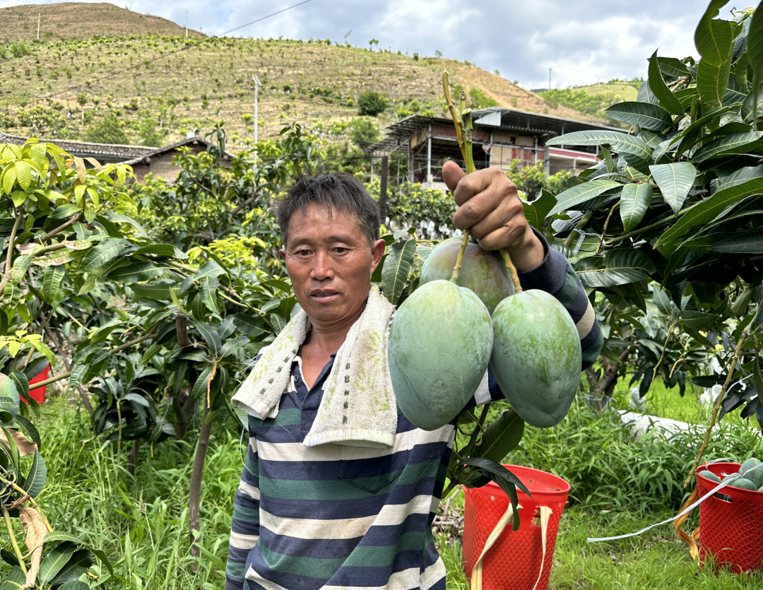 【买5斤送5斤】30万斤！凯特大芒果价格下跌，细腻无丝，香甜多汁，果农肩挑背扛出深山，请您爱心助力，让生态好果走出大山!