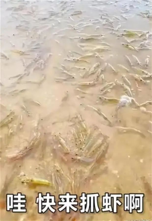 视频疯传！广东一海滩出现大量海虾？最新回应