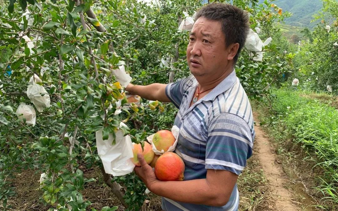 又降价！中秋礼盒上线！果农2000米高海拔辛勤种植『突尼斯软籽石榴』12.9/箱！鲜甜多汁，营养丰富，邀您一起助力！