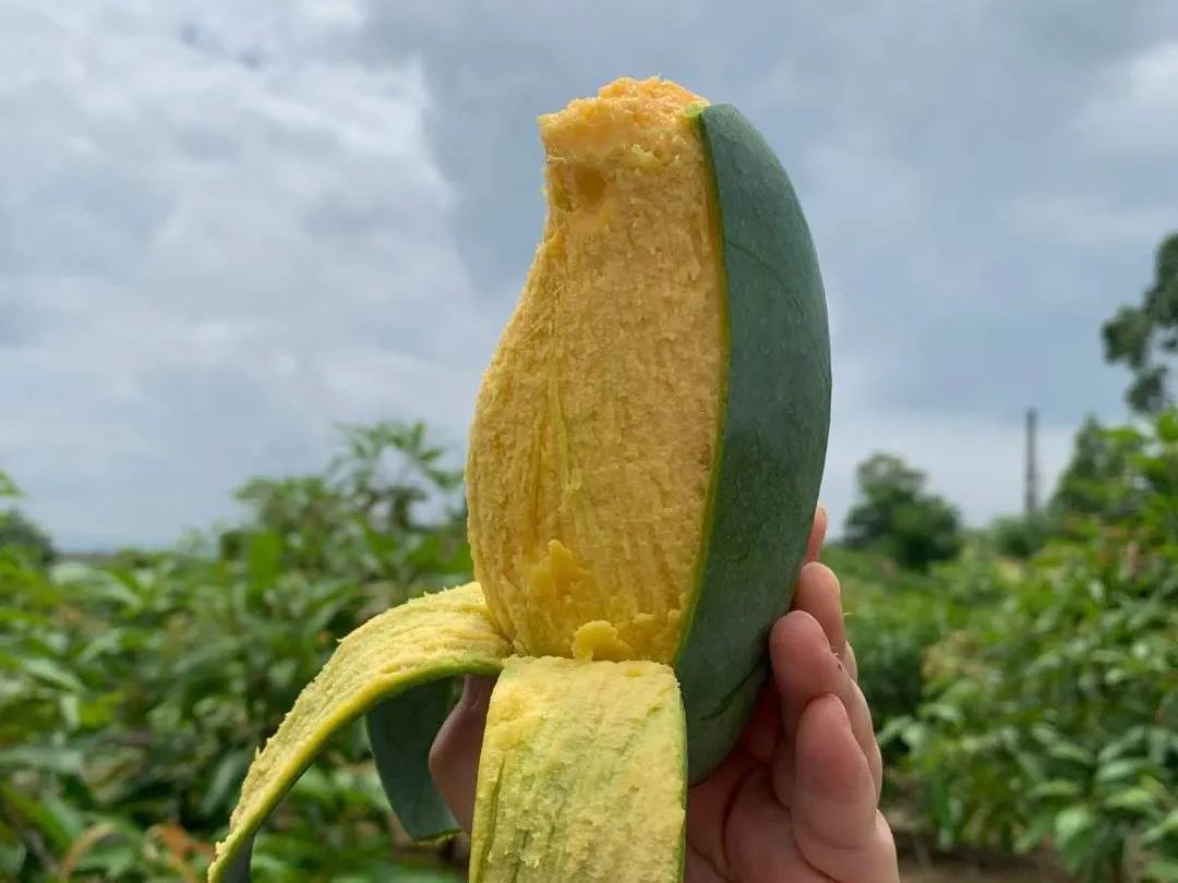 6.9元包邮！不是所有芒果，都敢叫“桂七”！香甜可口，肉厚果甜，欲罢不能！"