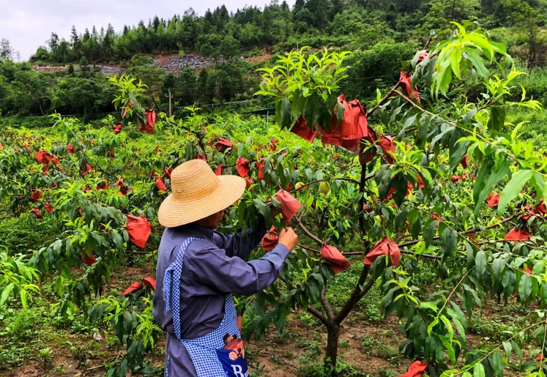 礼盒上线！锦绣黄桃大量成熟29.9/箱！沂蒙山区老人匠心种植，软腻多汁，回味沁香，桃香馥郁！