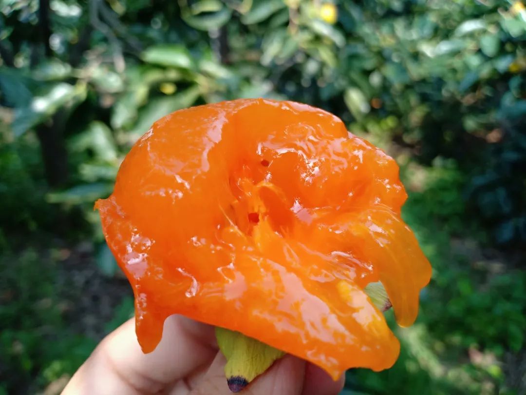 8.9元/箱秒杀，陕西特产火晶柿子上市啦！蜜汁爆满舌尖，甜蜜又滋润，一想到就口舌生津！"