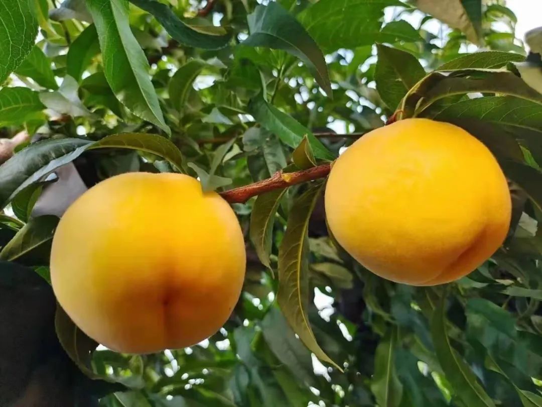 礼盒上线！锦绣黄桃大量成熟29.9/箱！沂蒙山区老人匠心种植，软腻多汁，回味沁香，桃香馥郁！