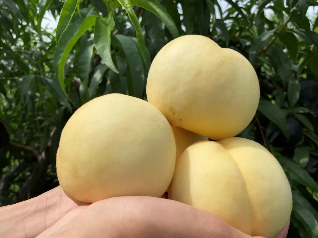 一定要买！大叔20年精心种植【蒙阴大白桃】，香甜爽口，桃界天花板，为匠心农人的几十年坚守点赞助力！