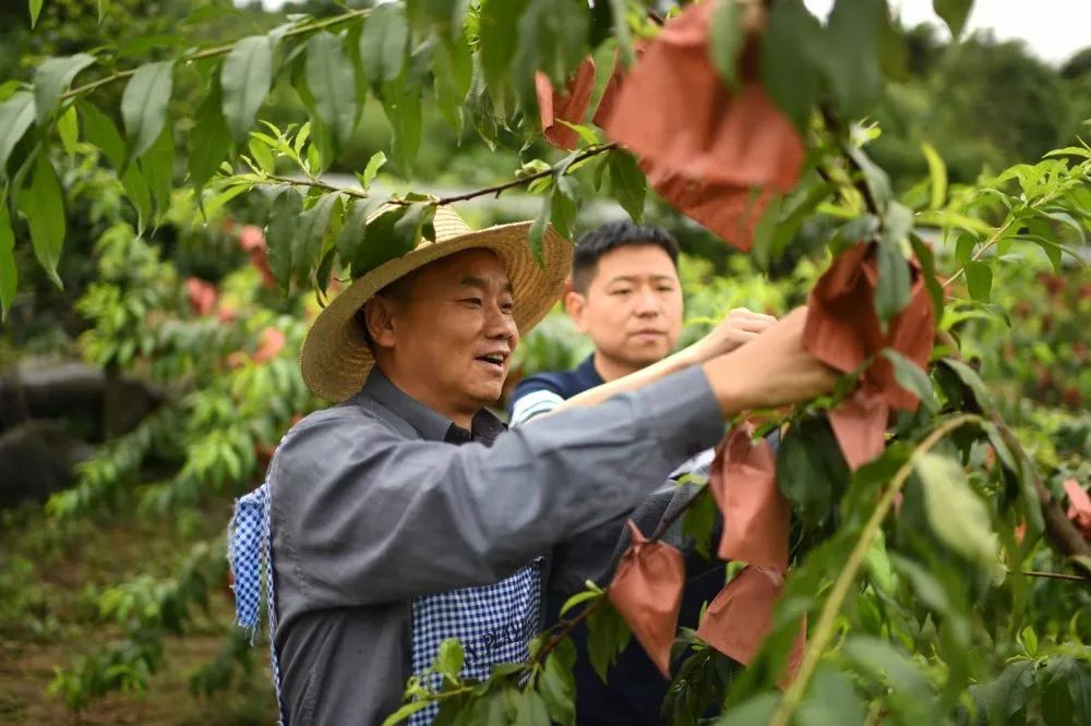 礼盒上线！锦绣黄桃大量成熟29.9/箱！沂蒙山区老人匠心种植，软腻多汁，回味沁香，桃香馥郁！