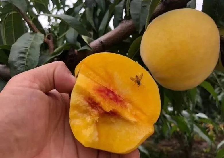 礼盒上线！锦绣黄桃大量成熟29.9/箱！沂蒙山区老人匠心种植，软腻多汁，回味沁香，桃香馥郁！
