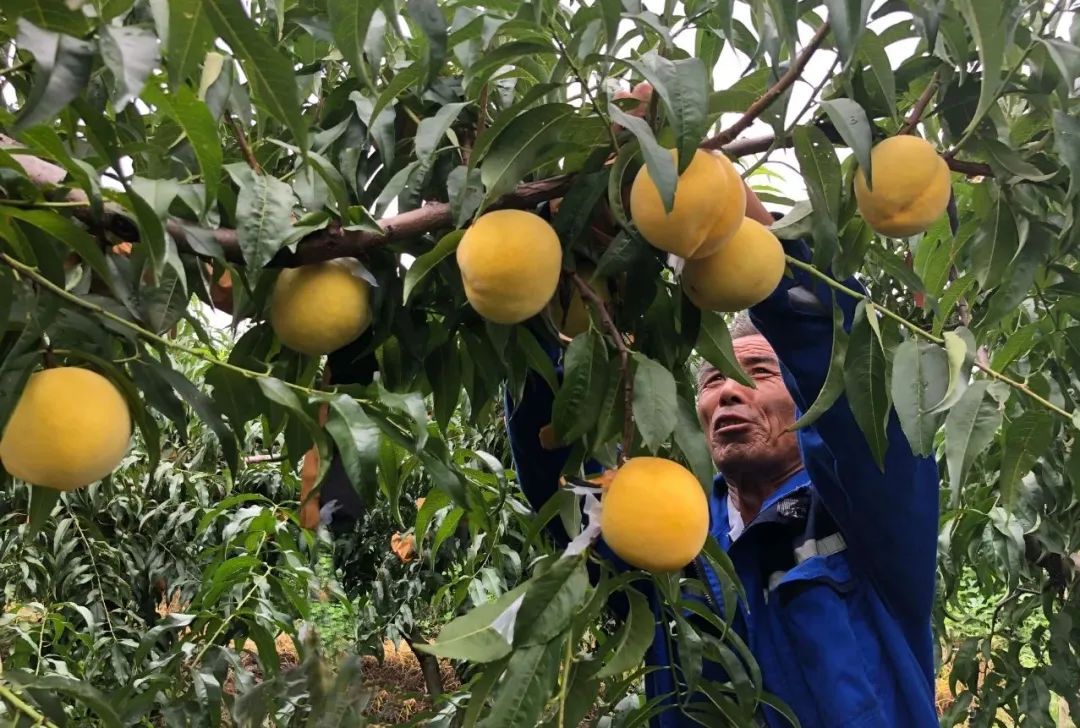 礼盒上线！锦绣黄桃大量成熟29.9/箱！沂蒙山区老人匠心种植，软腻多汁，回味沁香，桃香馥郁！