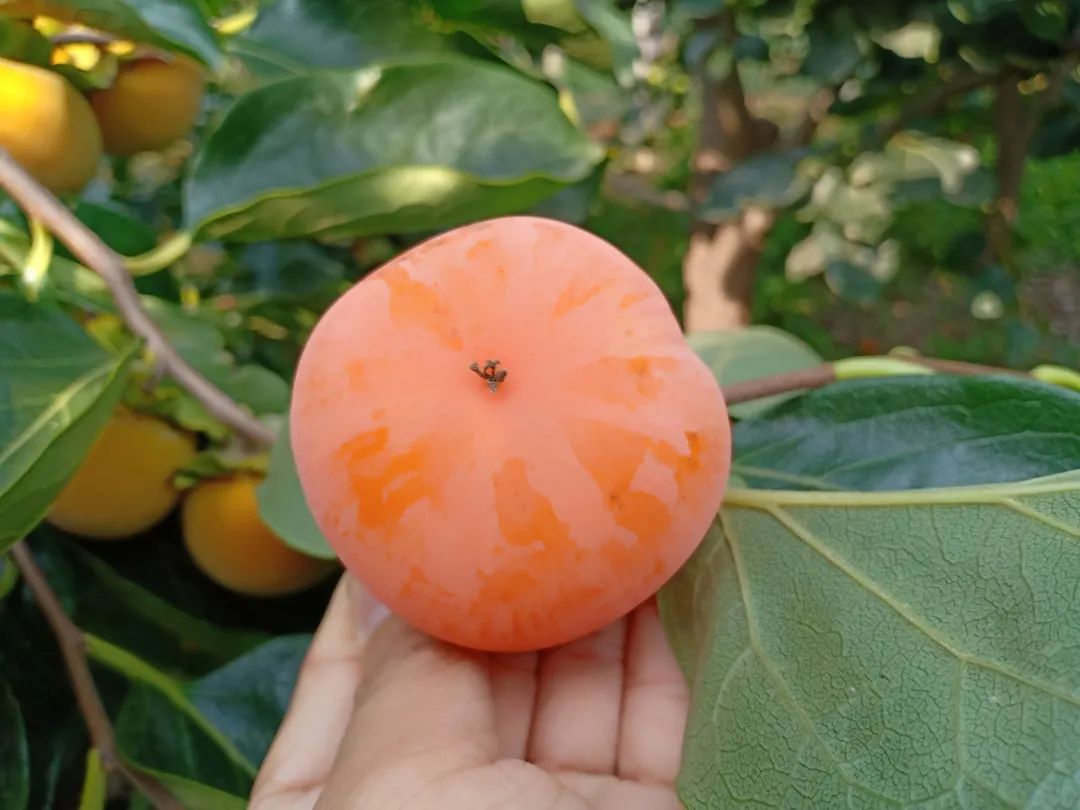 8.9元/箱秒杀，陕西特产火晶柿子上市啦！蜜汁爆满舌尖，甜蜜又滋润，一想到就口舌生津！"