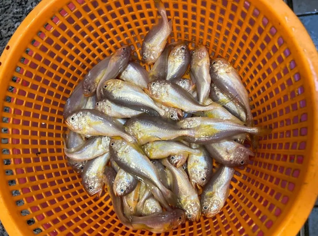 喂喂胃！快来逛市场，东莞人的海鲜自由回来啦！