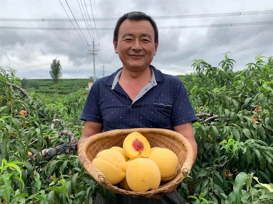 礼盒上线！锦绣黄桃大量成熟29.9/箱！沂蒙山区老人匠心种植，软腻多汁，回味沁香，桃香馥郁！