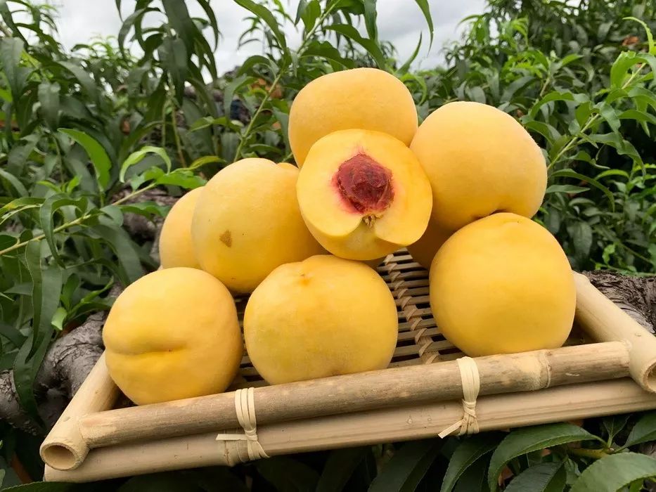 礼盒上线！锦绣黄桃大量成熟29.9/箱！沂蒙山区老人匠心种植，软腻多汁，回味沁香，桃香馥郁！