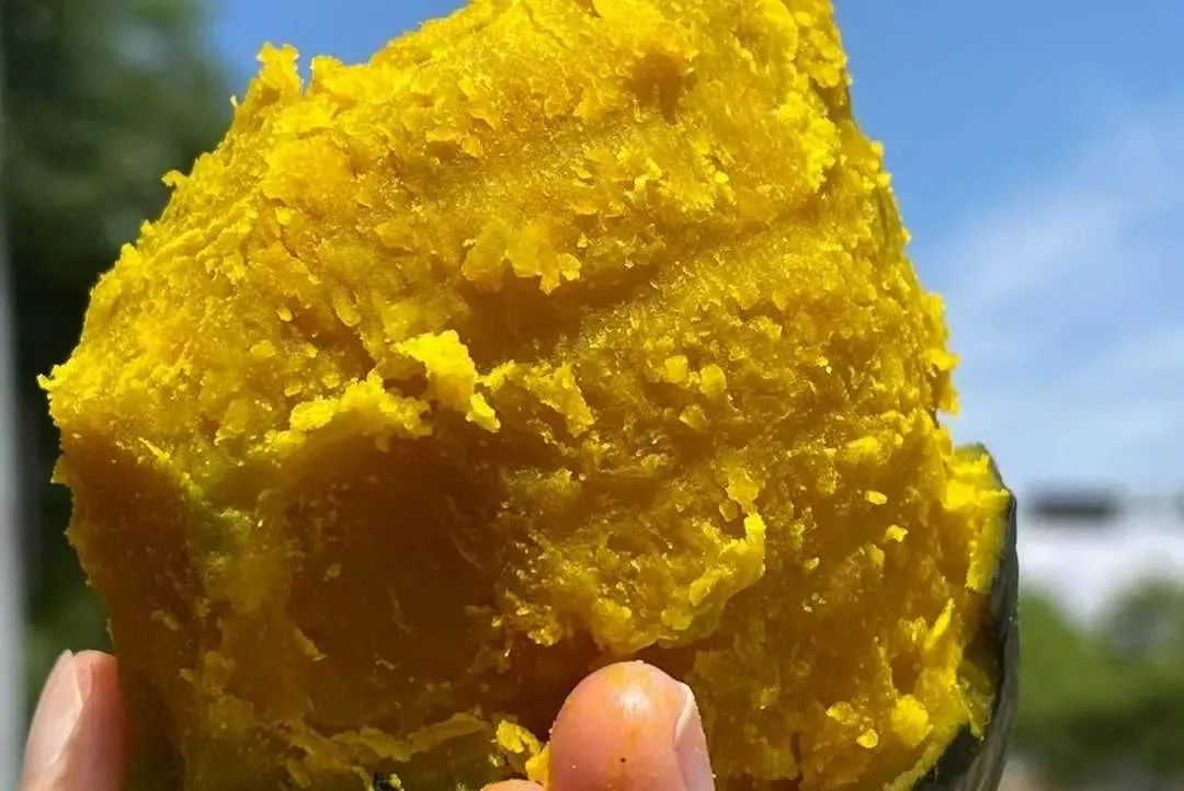 跨越千里的【山东贝贝板栗南瓜】,粉干甜香,营养软糯,连续十天吃不腻的大自然纯真味道。