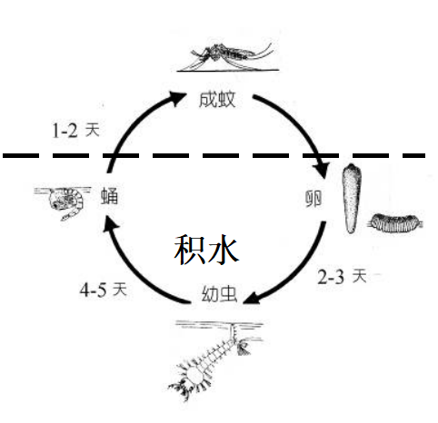 东莞一镇报告1例输入病例！所有人警惕！