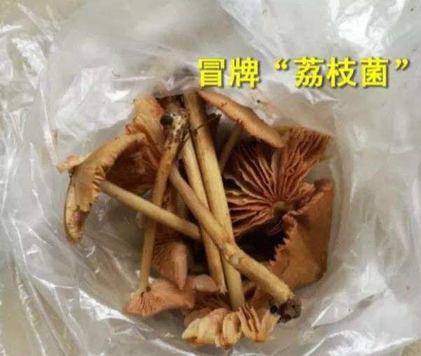 00蚊/斤！东莞这种遍地生长的菌子火了！全身都是宝……"