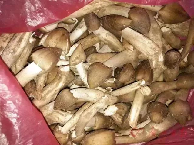 00蚊/斤！东莞这种遍地生长的菌子火了！全身都是宝……"