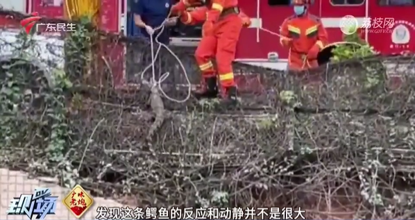 震惊! 东莞一地有鳄鱼出逃! 最新回应...