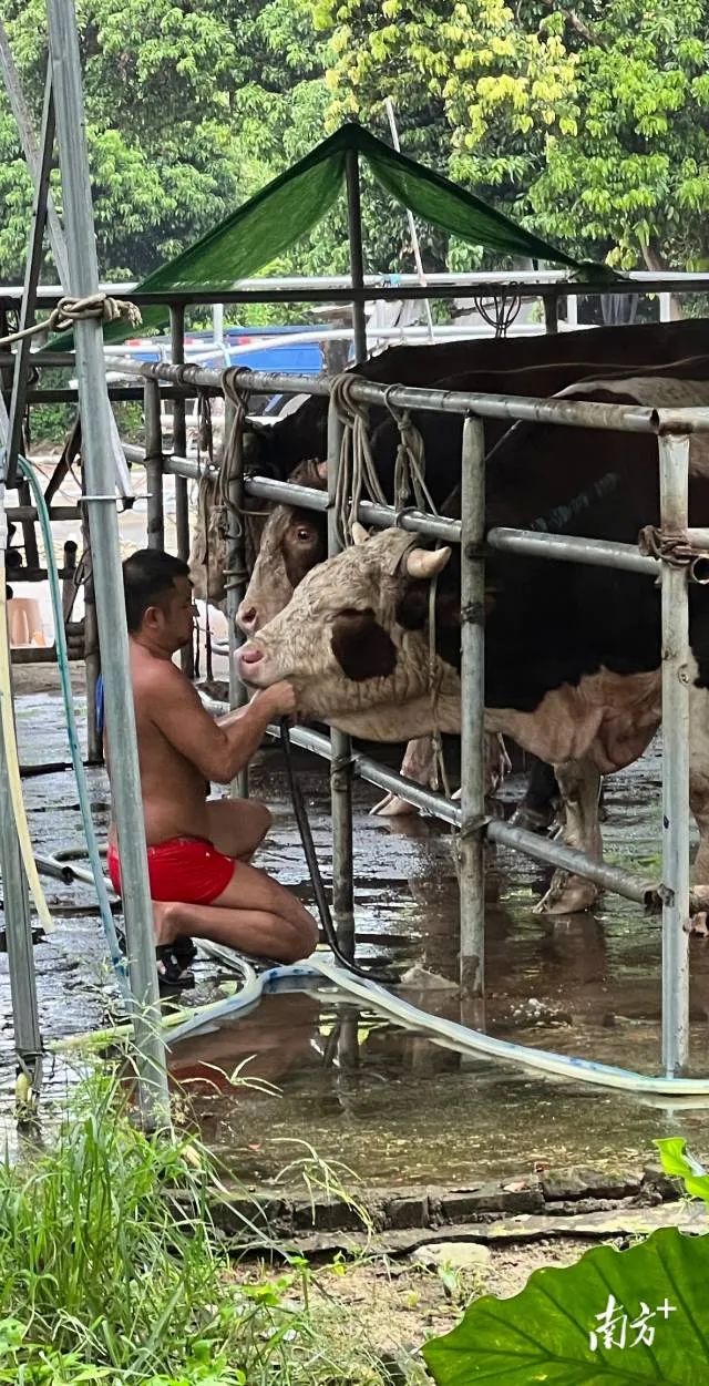 紧急提醒! 一批"注水牛肉"流入东莞市场! 快去看看你有没中招！