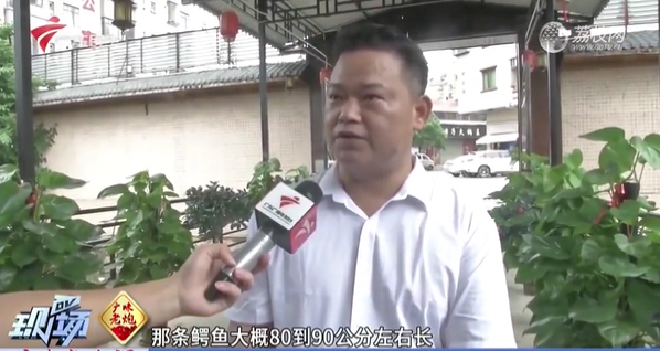 震惊! 东莞一地有鳄鱼出逃! 最新回应...