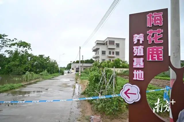 震惊! 东莞一地有鳄鱼出逃! 最新回应...