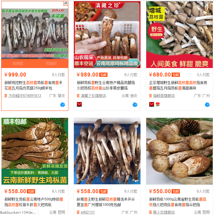 00蚊/斤！东莞这种遍地生长的菌子火了！全身都是宝……"