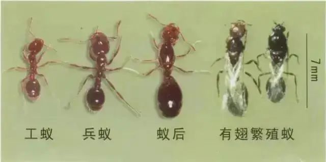 东莞一男子被咬后致休克！路边很常见，千万远离！