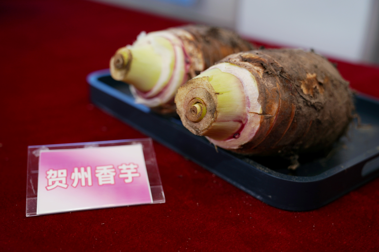 6家粤港澳大湾区主流媒体齐聚贺州，探访温泉之城的东融活力"