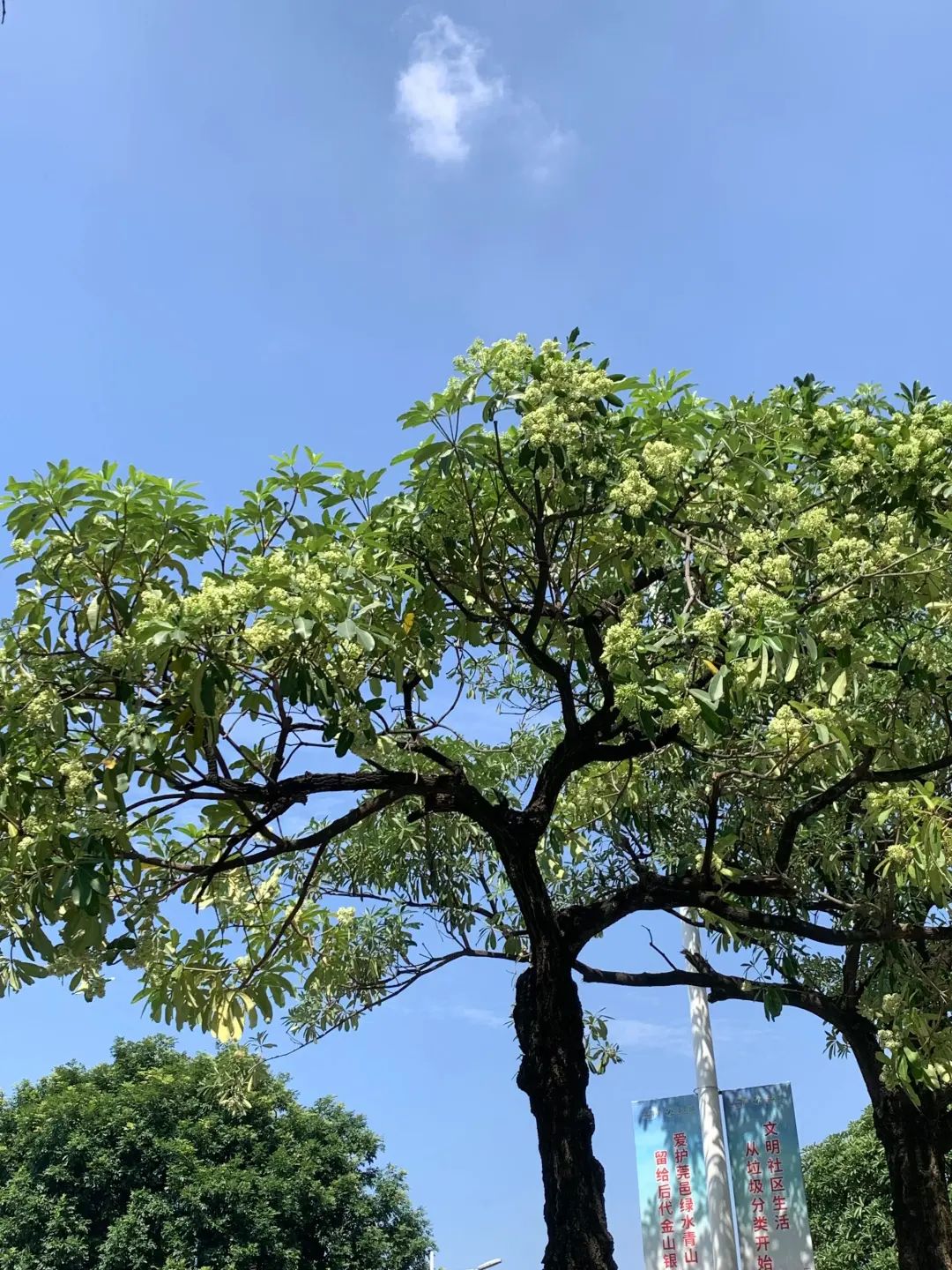 好难顶！最近东莞街头频繁传出阵阵恶臭…