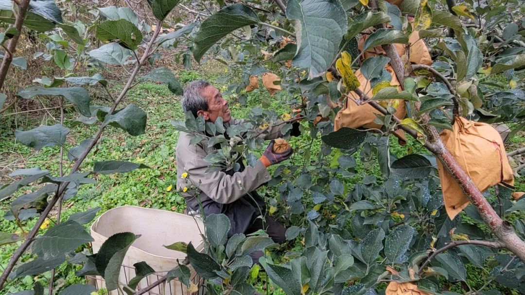 开园啦！烟台昆嵛山下黄金奶油富士成熟了！29.9/箱脆甜多汁，未打一滴药！纯生态种植！