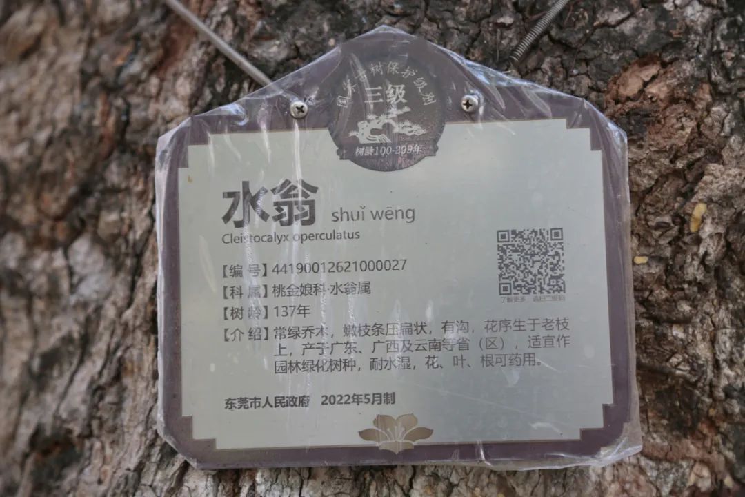 这个东西东莞满大街都有！居然很多“后生”没见过？