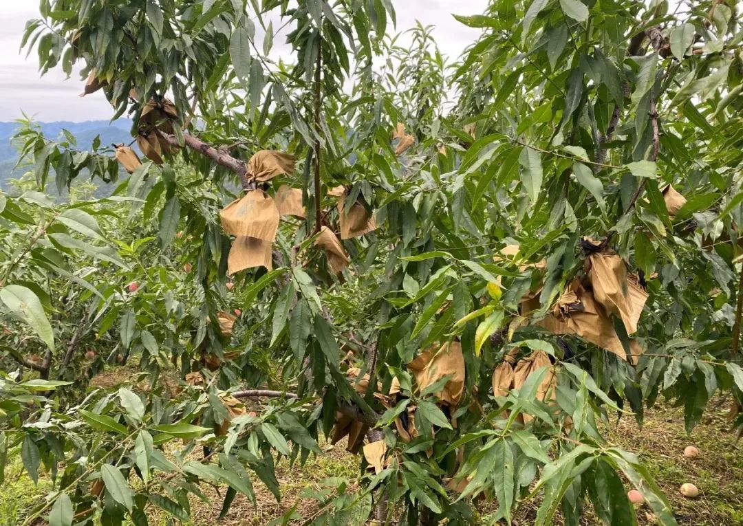 金秋红蜜桃，打破吉尼斯世界记录！甜度高达28°！吸收了200多个日夜的甜，脆软两吃，一咬就流“槐花蜜”~