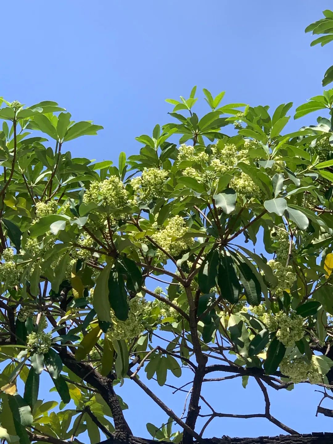 好难顶！最近东莞街头频繁传出阵阵恶臭…